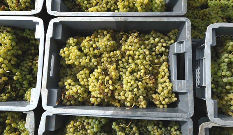 wine harvest grapes in bin