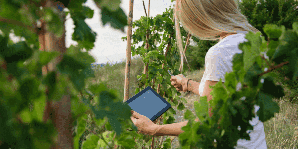 woman with an ipad in vineyard